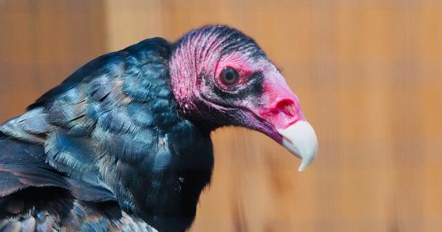 Critter Chat presents a new perspective on the turkey vulture: Oct. 1 & 10 | News