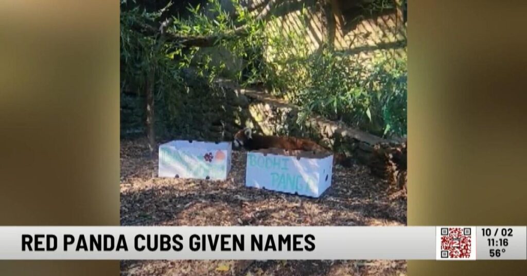 Utica Zoo Names New Red Panda Cubs | Entertainment