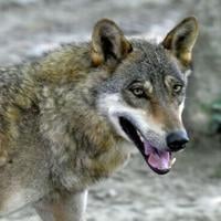 First wolf-dog hybrid confirmed in Greece | National