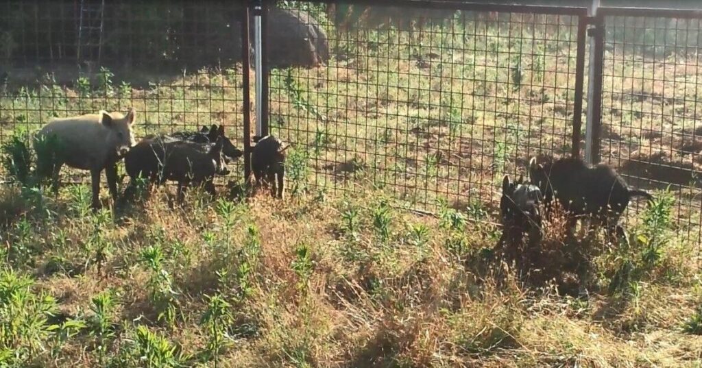 How Louisiana farmers and scientists battle invasive hogs | Environment