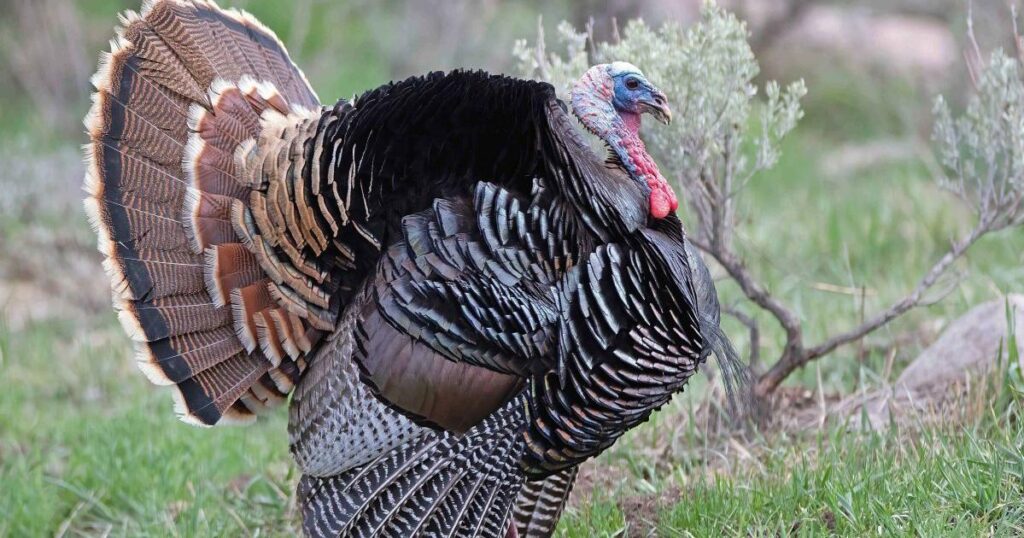 Wild Turkey exhibit opens at Hardware Wildlife Education Center | News