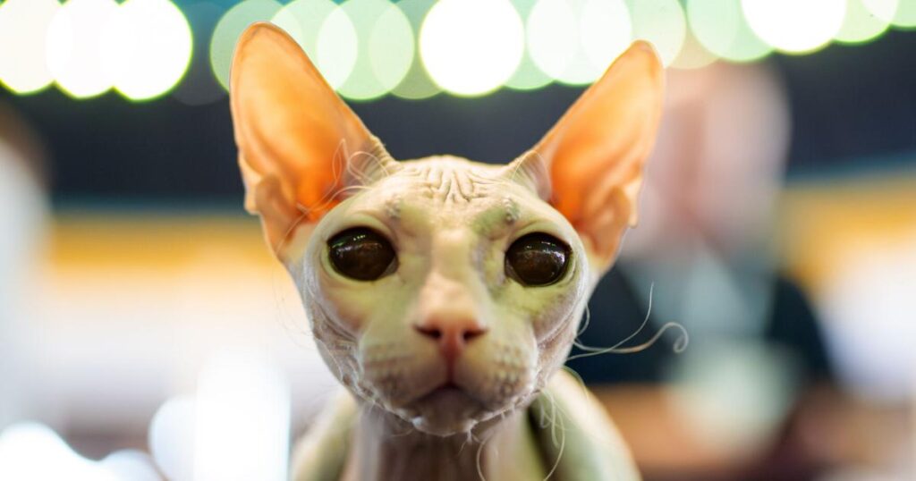 Photos from the world's largest cat show, as 1,000 felines and their fans gather in Romania | Ap Lifestyles