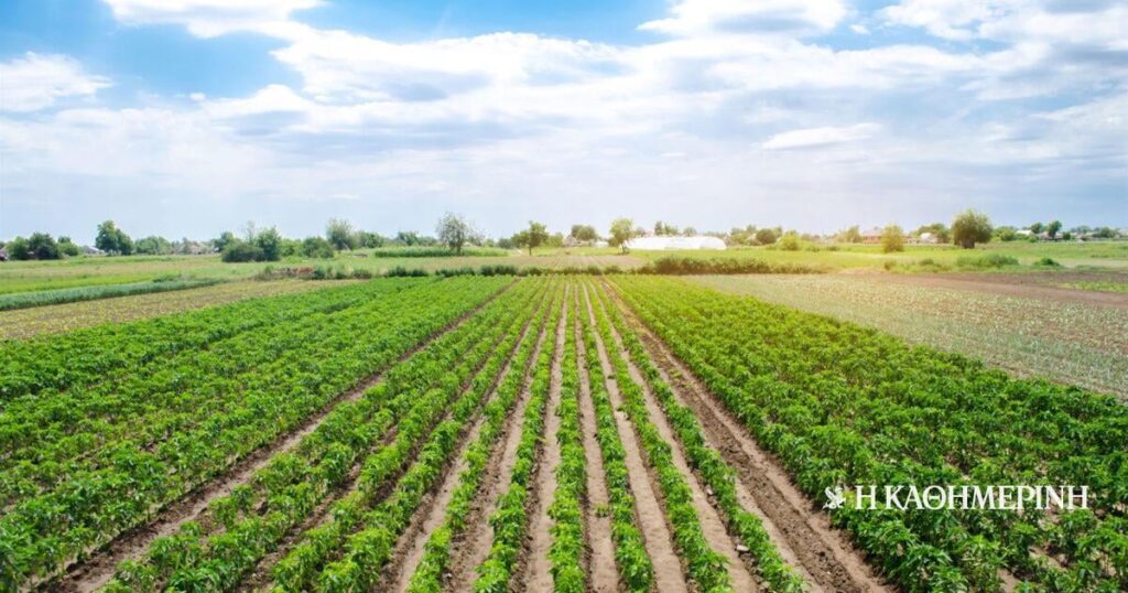 Victims of OPECEPE scandal The honest farmers - lose the biological subsidy
