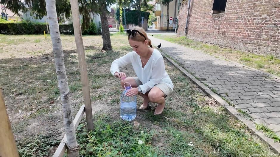 Timisoara's budding tree-watering movement – DW – 10/01/2025