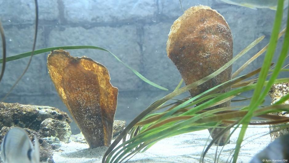 Croatia scientists race to save Mediterranean's largest clam – DW – 10/16/2025