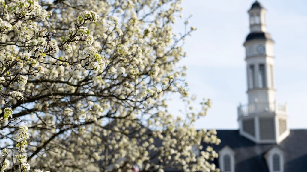 These fast growing pear trees are choking out native ecosystems