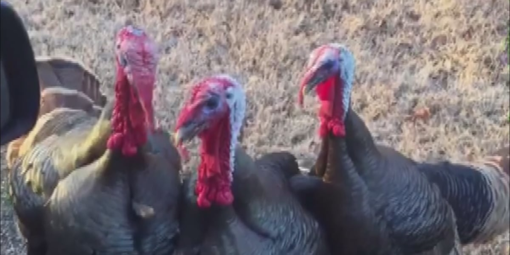 Bird Flu detected in Northwest Iowa turkey flock Bird Flu detected in Northwest Iowa turkey flock