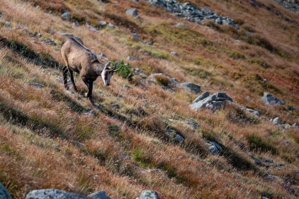 Meeting with the Mountain Chamois in Polish Tatras