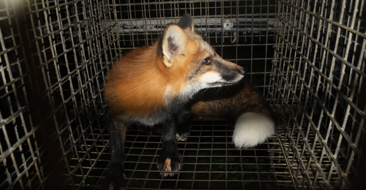 Parliament approve ban on fur farming in Poland Parliament approve ban on fur farming in Poland