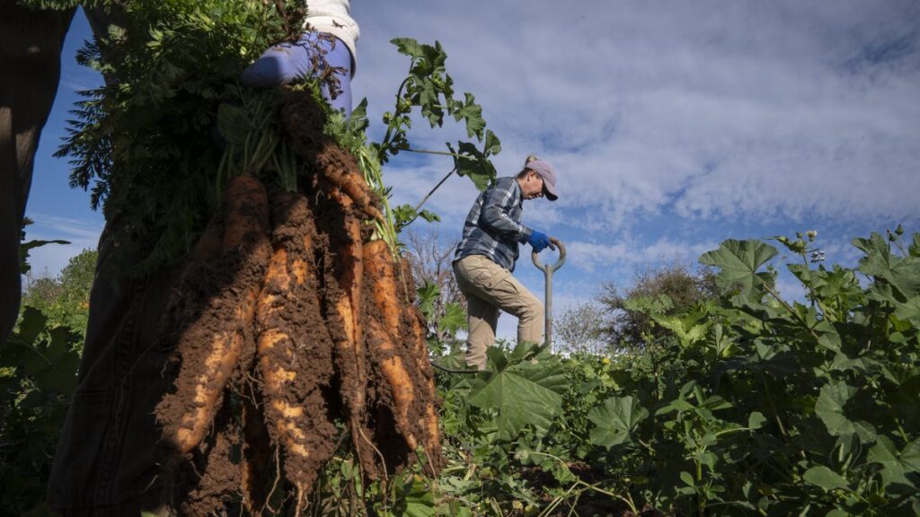 Arizona agency invests in soil health grants for farmer water savings