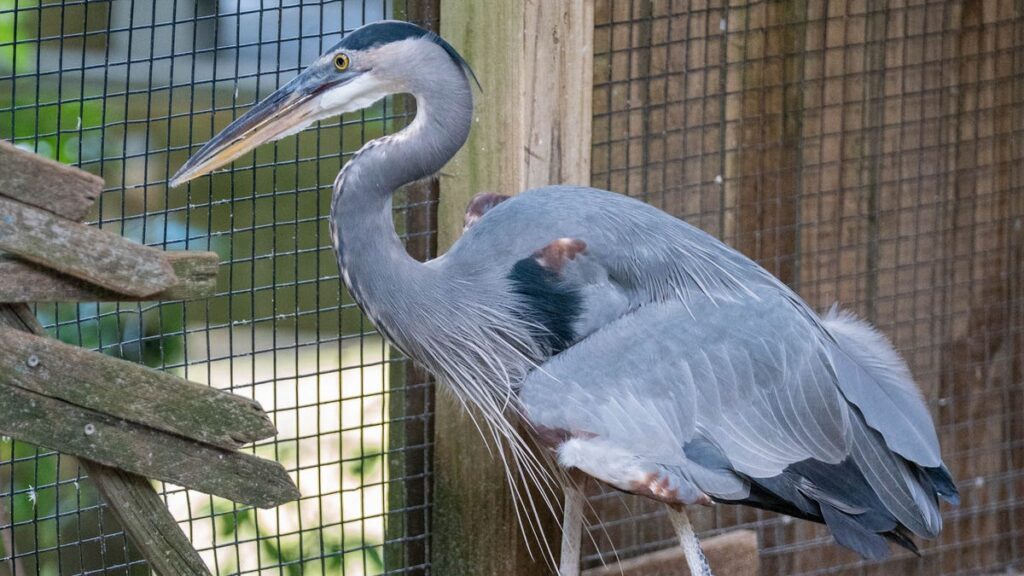 Shore birds, creeks, Creeks and girl scouts benefit from environmental grants