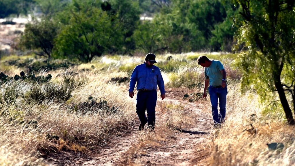 'Indicator species' quail essential to monitoring of rangeland health