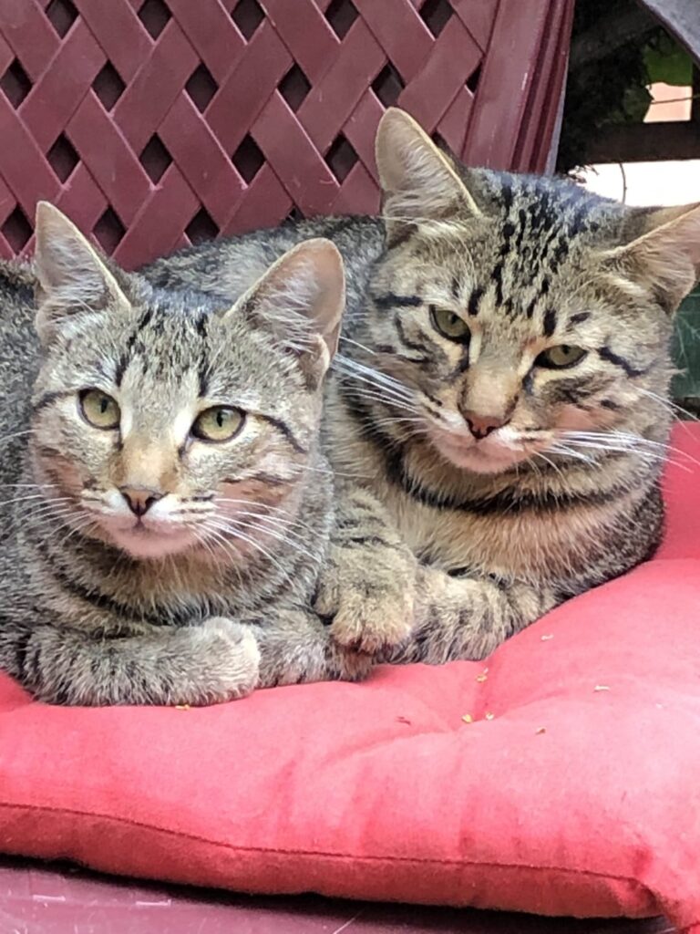 Sweetest kitties ever are looking for a warm home! 📍 Prishtina