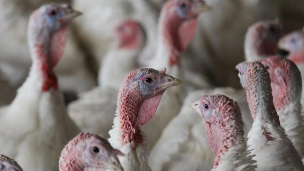 Bird flu detected in Calhoun County commercial turkey flock Bird flu detected in Calhoun County commercial turkey flock