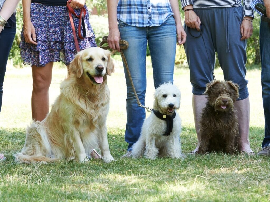 Managing AI Like a Workforce: The Next CX Advantage Three dogs sitting on grass beside their owners during an outdoor training session — a golden retriever, a white poodle mix and a brown terrier — all on leashes and looking forward.