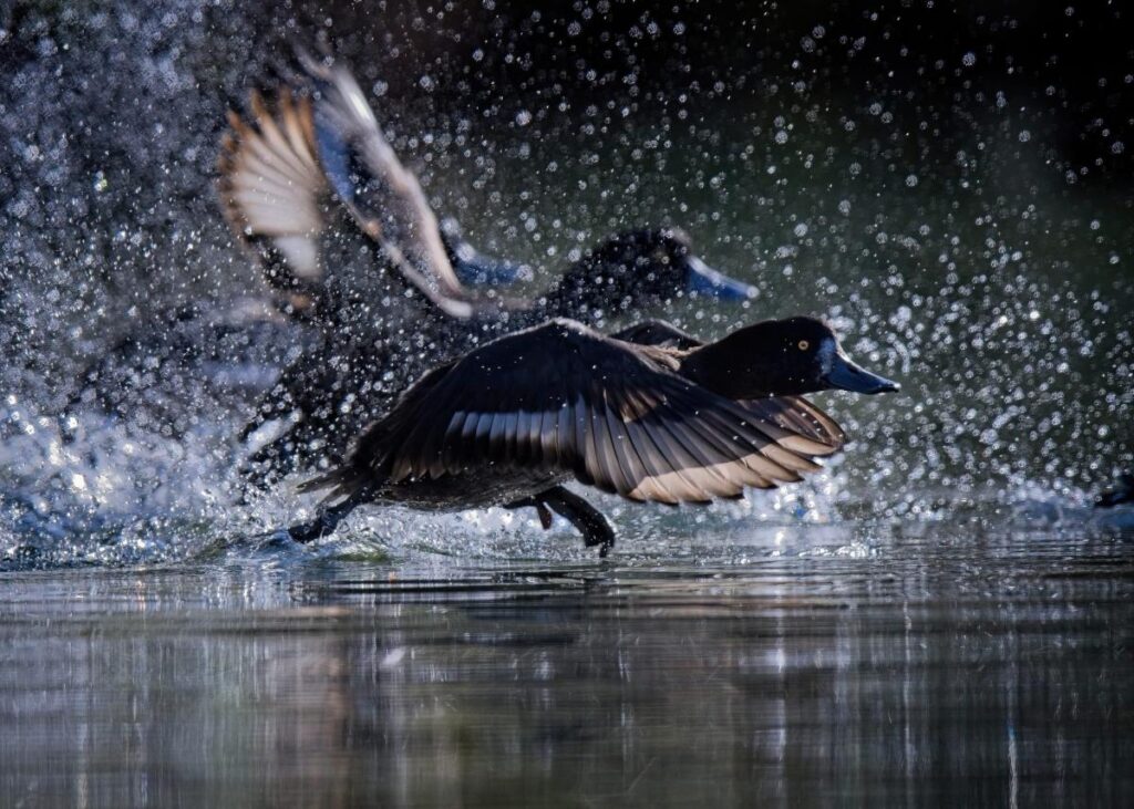 Showcasing Whakatipu wildlife | Otago Daily Times Online News