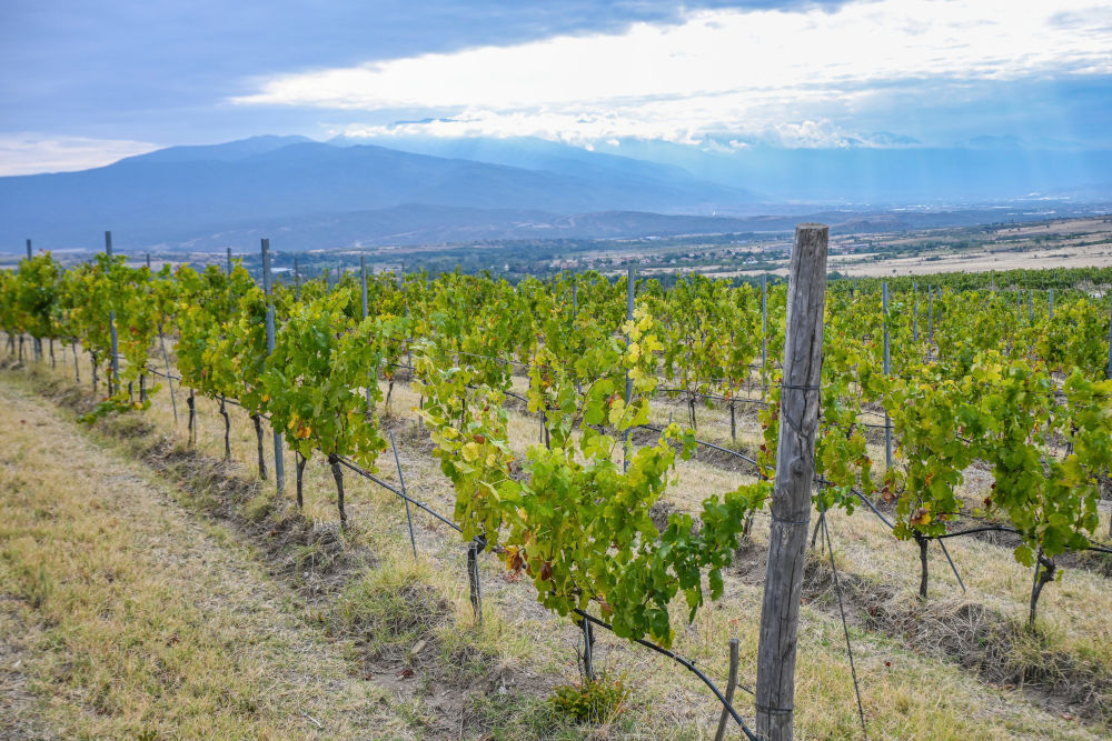 Aya Winery Estate