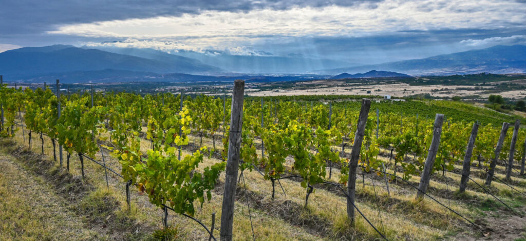 AYA Winery Estate