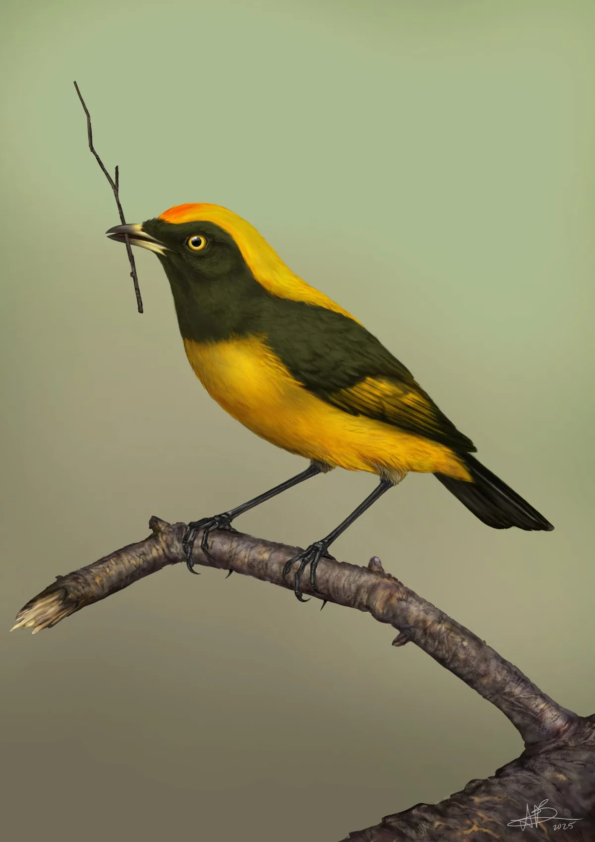 Aeviperditus gracilis