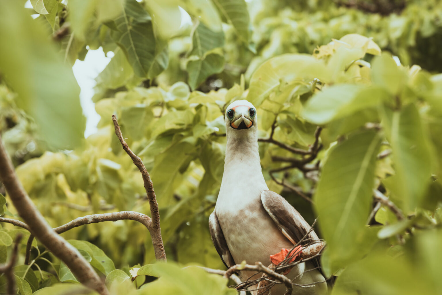 'Circular seabird economy' critical for ocean, islands and people