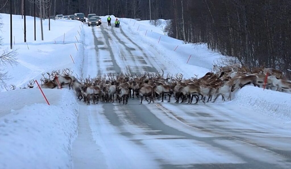 Never-Ending Herd Of Reindeer Completely Took Over Road & Stopped Traffic In Norway