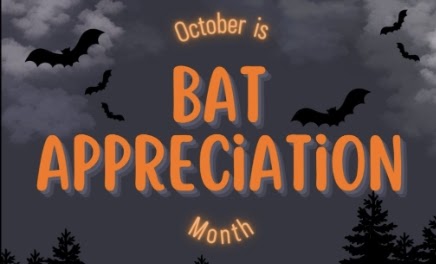 DCNR State Parks Environmental Ed News Halloween Edition Celebrates Bat Appreciation Month