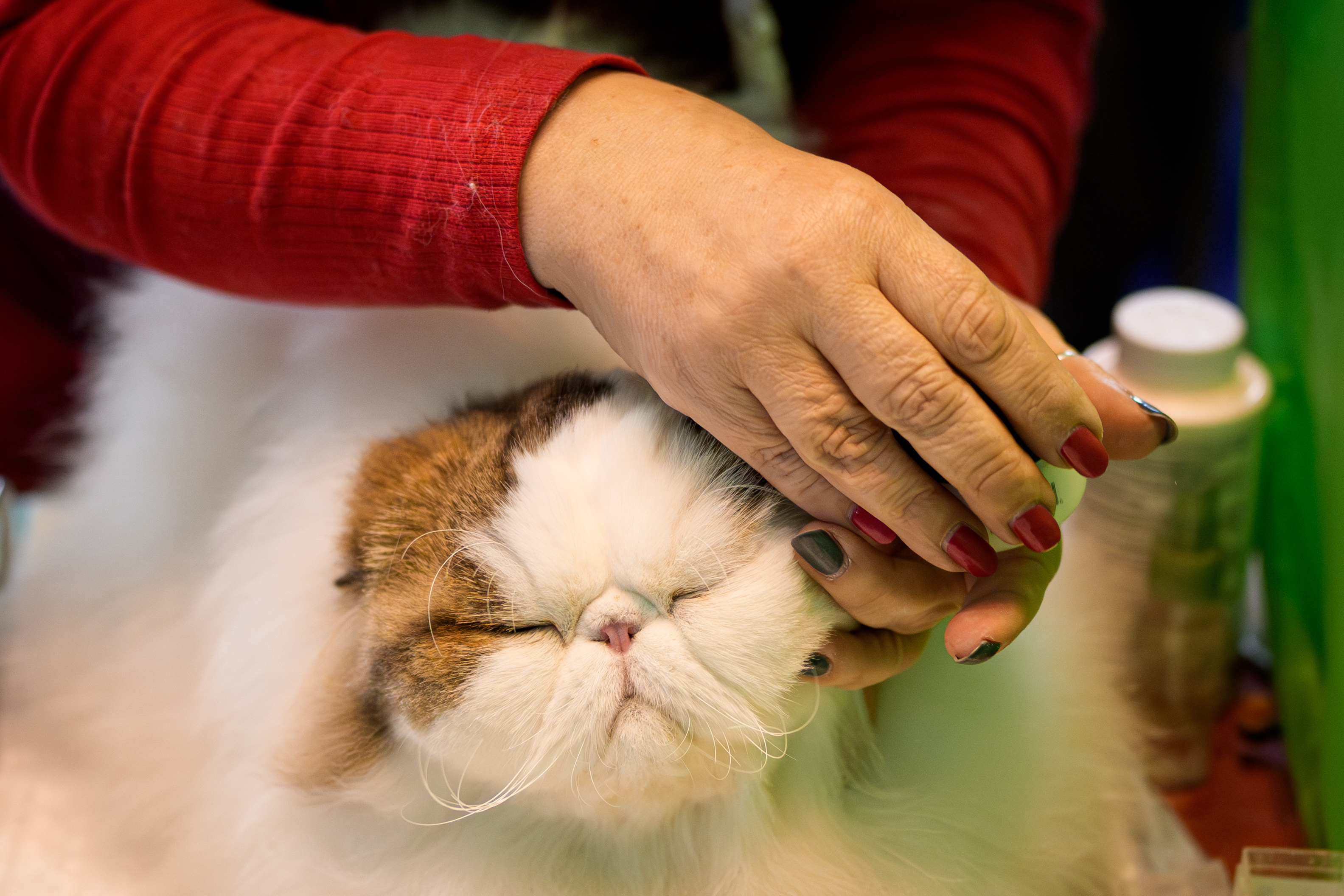 A breeder grooms a Persian cat during the FIFe World Show Romania 2025, the world's largest cat event, held in a different country every year, which brought together more than 1000 cats from over 30 countries, in Bucharest, Romania, Saturday, Oct.25, 2025.