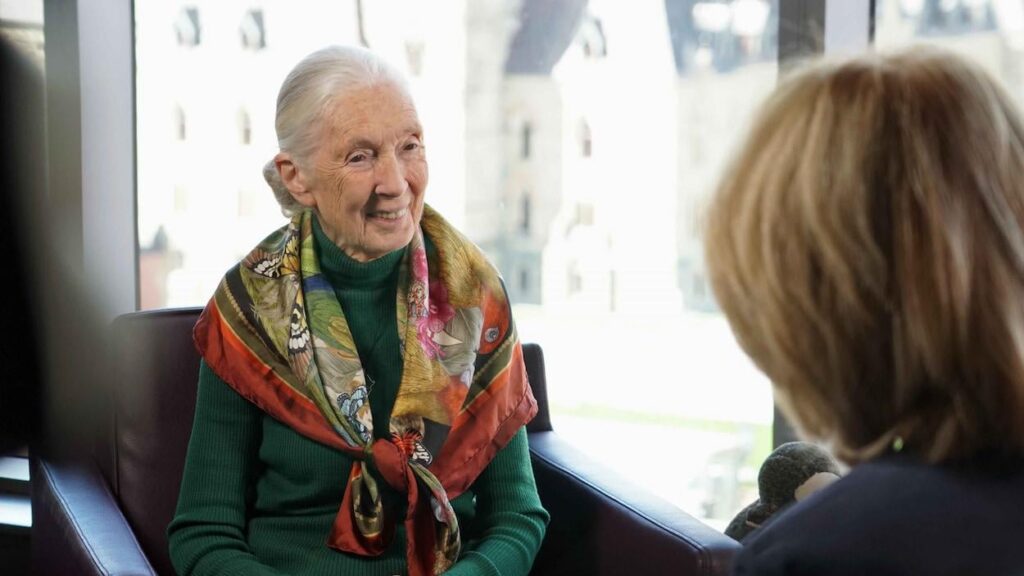 The famous British primatologist Jane Goodall has died