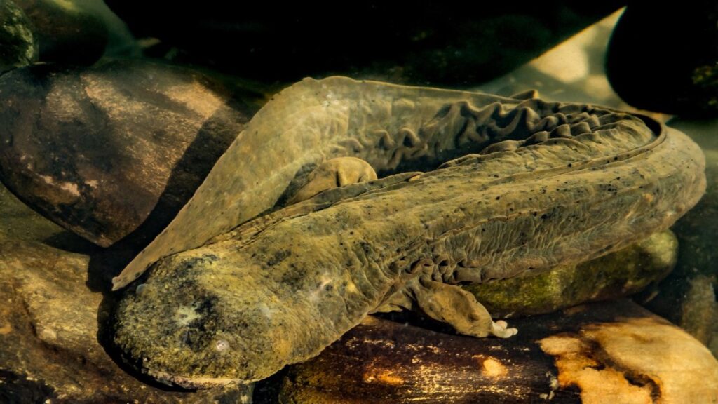 Hellbender salamanders are huge—and in trouble
