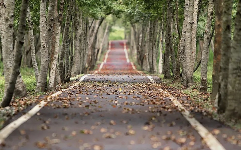 Penn State Extension Community Forestry Institute Webinars, Learn How To Plan, Manage, Advocate For Public Trees To Strengthen Green Infrastructure, Starting Oct. 27; Other Upcoming Extension Programs