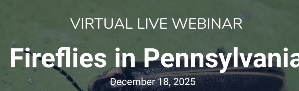 Penn State Extension Hosts Dec. 18 Webinar On Fireflies In Pennsylvania