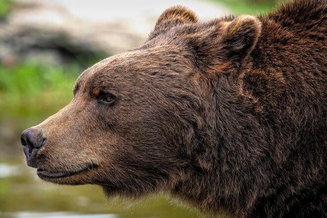 Sign the petition for professional bear management in Slovenia!