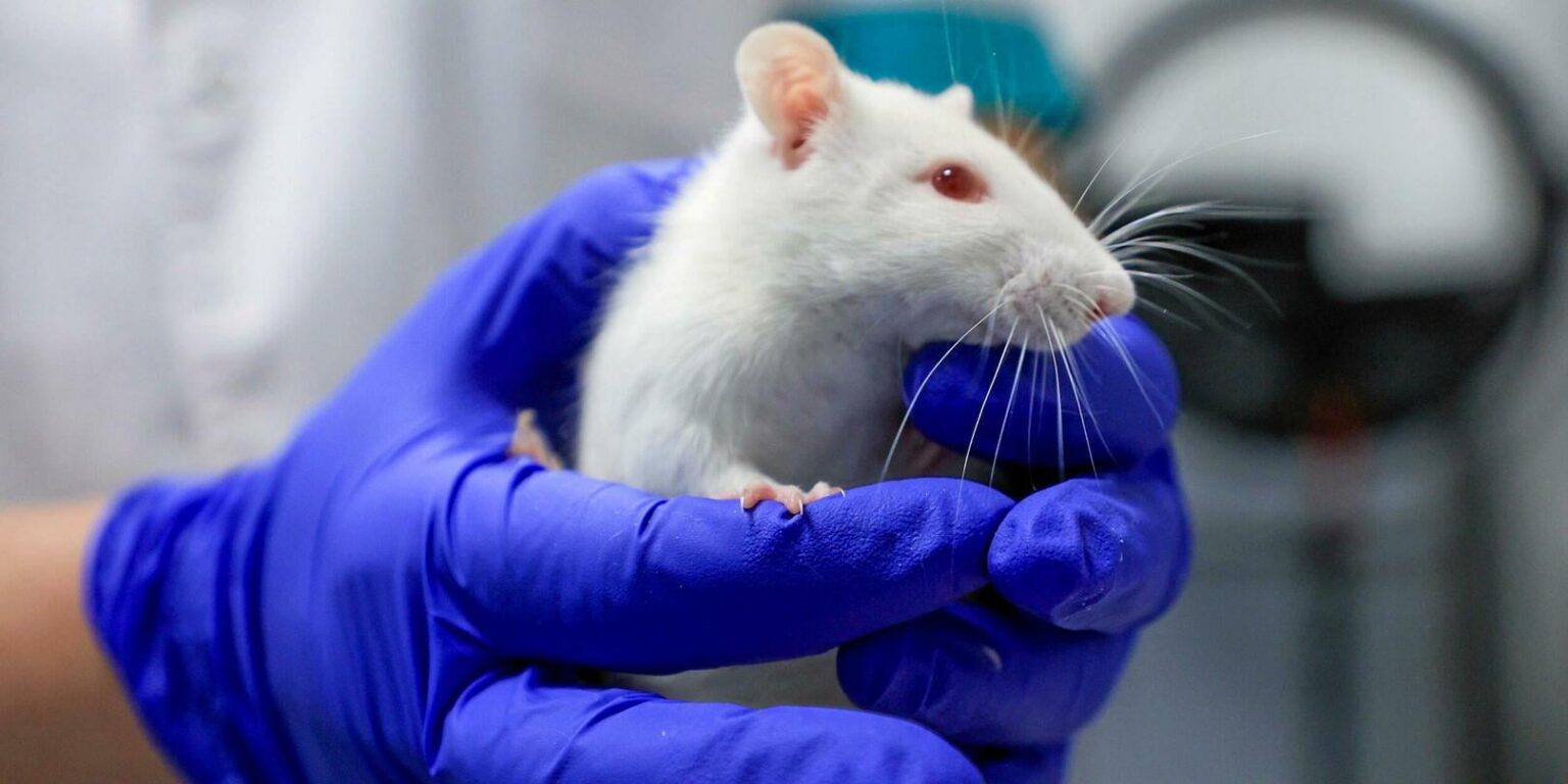 One more rat in the theory of vaccines that cause autism