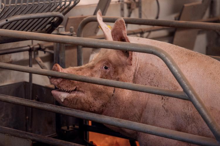 Parliament was kept in the dark while the agricultural lobby was briefed on Teams
