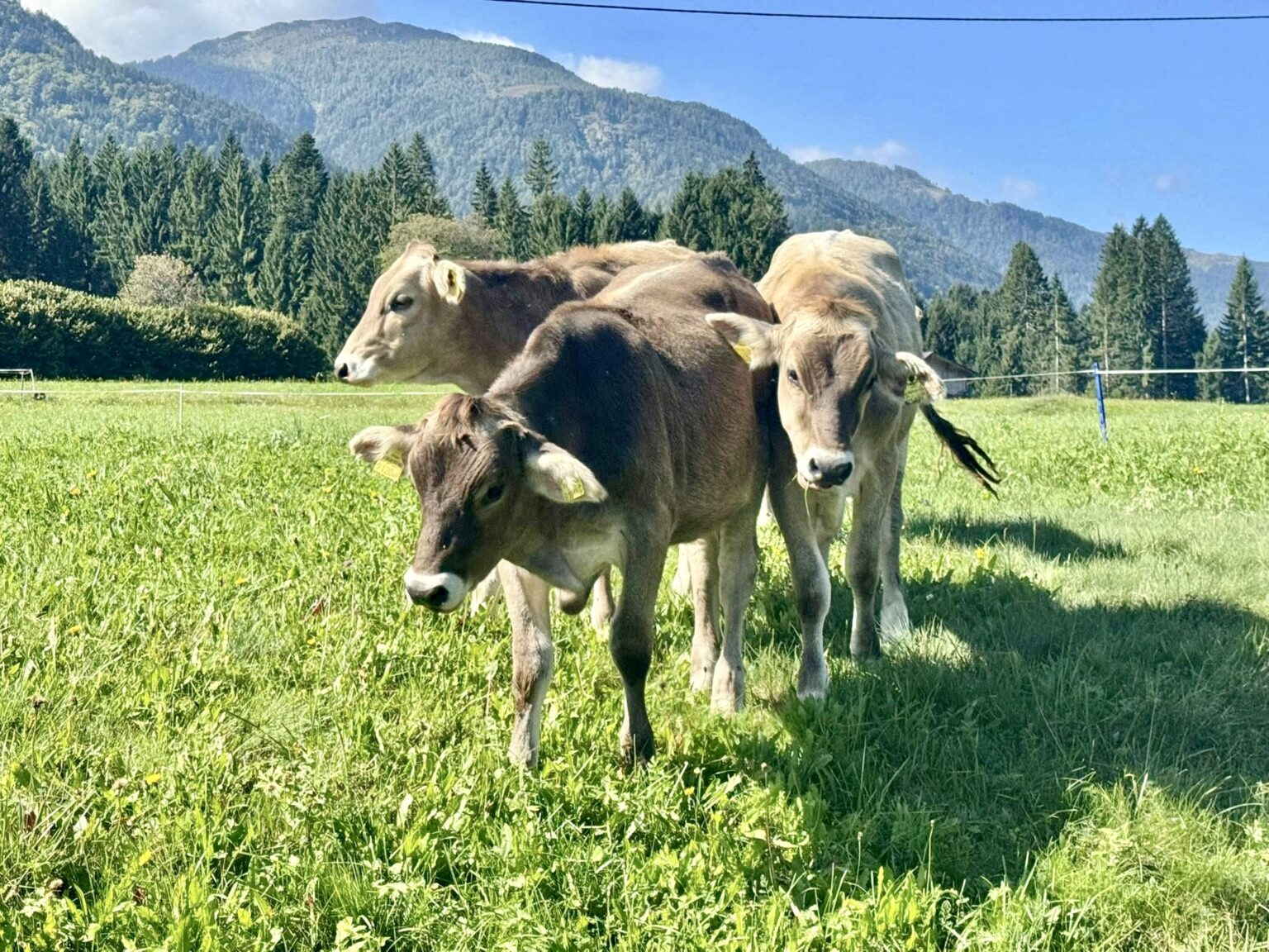 Content cows. Virginia S. Mason