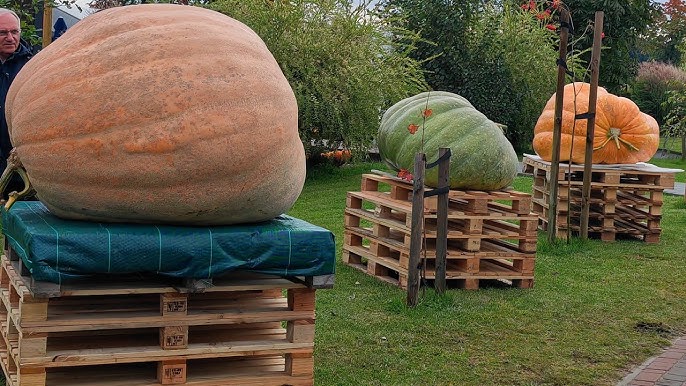 Giant Pumpkin Contest in Poland: Winning Gourd Weighs an Impressive 546 Kilograms