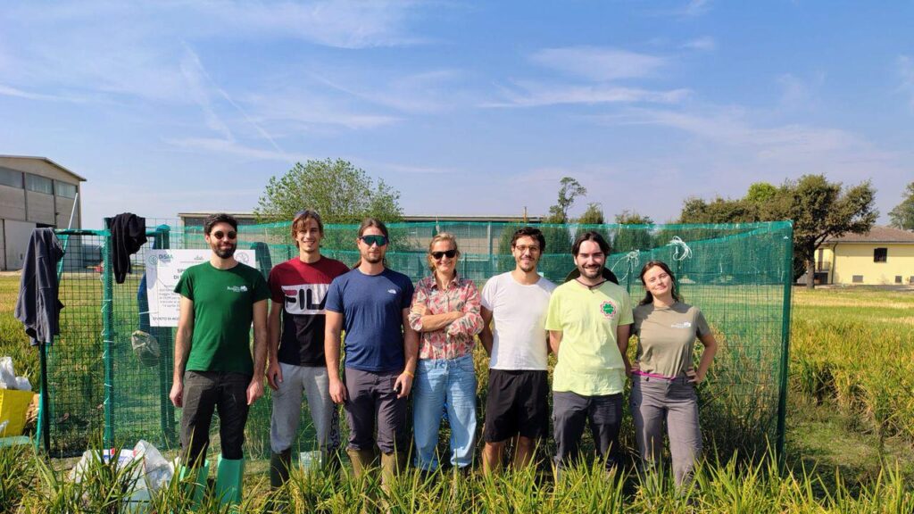 For the first time in Italy we have collected rice developed through the Tea, the new genetic editing techniques