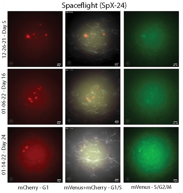 Space Travel Accelerates Aging in Blood Stem Cells