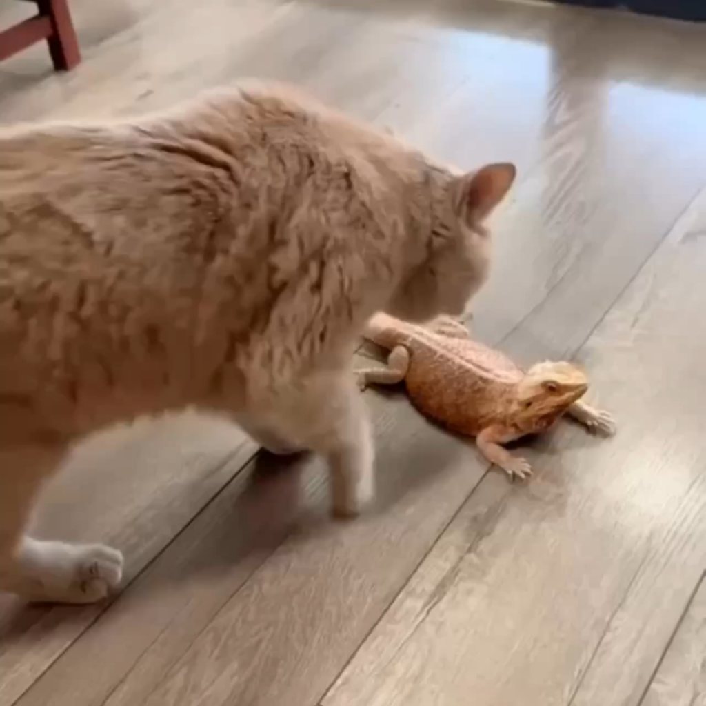 Catbot