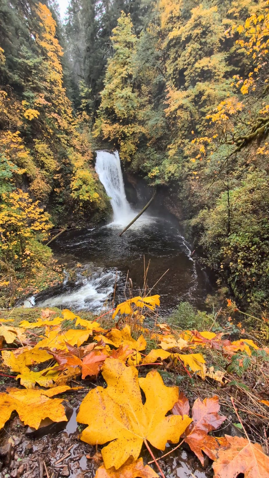 18" wide maple leaves and waterfalls.