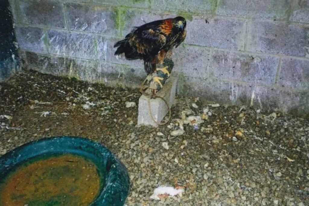Prominent falconer Andrew Knowles-Brown fined almost £14,000 for ‘shocking’ animal cruelty