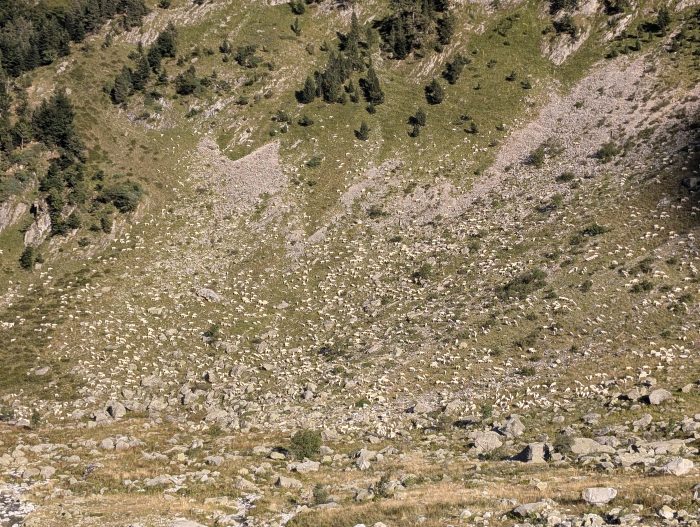 How many sheep can you count?