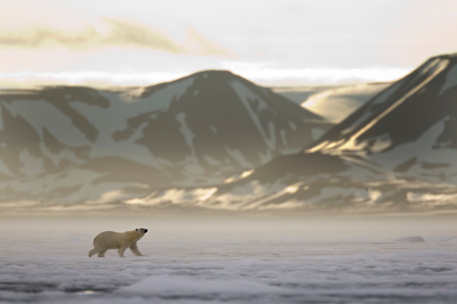 Polar Bear Svalbard