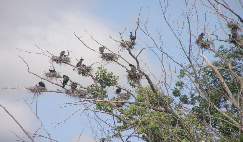 Green Chimneys provides healthy environment for students and animals