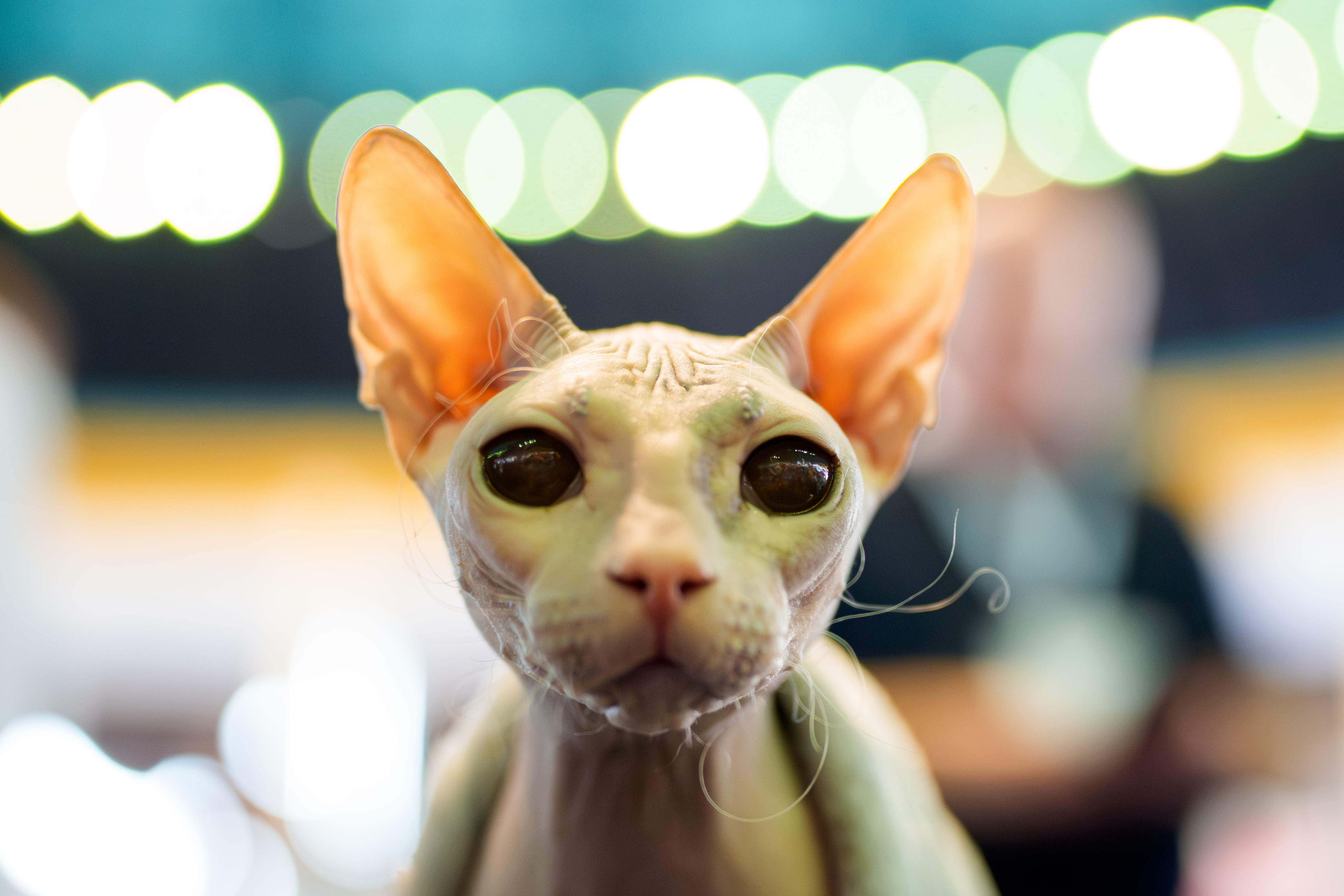 Nadezhda the Don Sphynx cat looks at the camera during the FIFe World Show Romania 2025, the world's largest cat event, held in a different country every year, which brought together more than 1000 cats from over 30 countries, in Bucharest, Romania, Saturday, Oct.25, 2025.