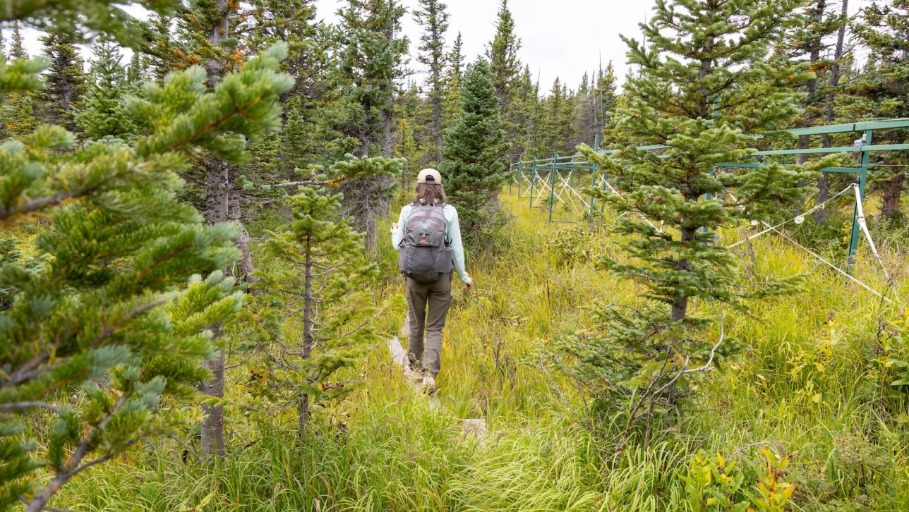 A woman walks on a plant through a sub alpine marsh.