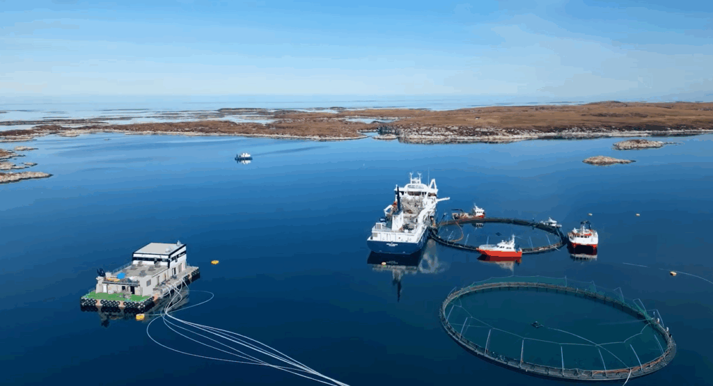 Norway salmon spot prices rise again, as do Scottish