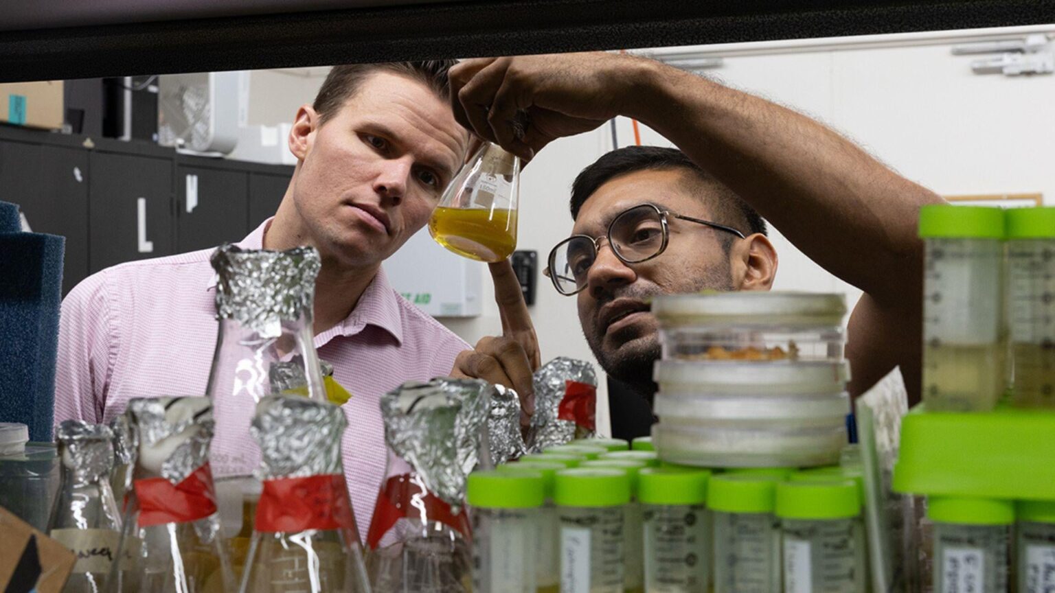 Soil-dwelling fungus produces hydrogels with promise in tissue regeneration | University of Utah scientists discovered a soil fungus that grows hydrogels with potential for medical and tissue engineering use.