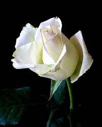 Obituary for Eris Denmark | Rainey Mortuary Service LLC