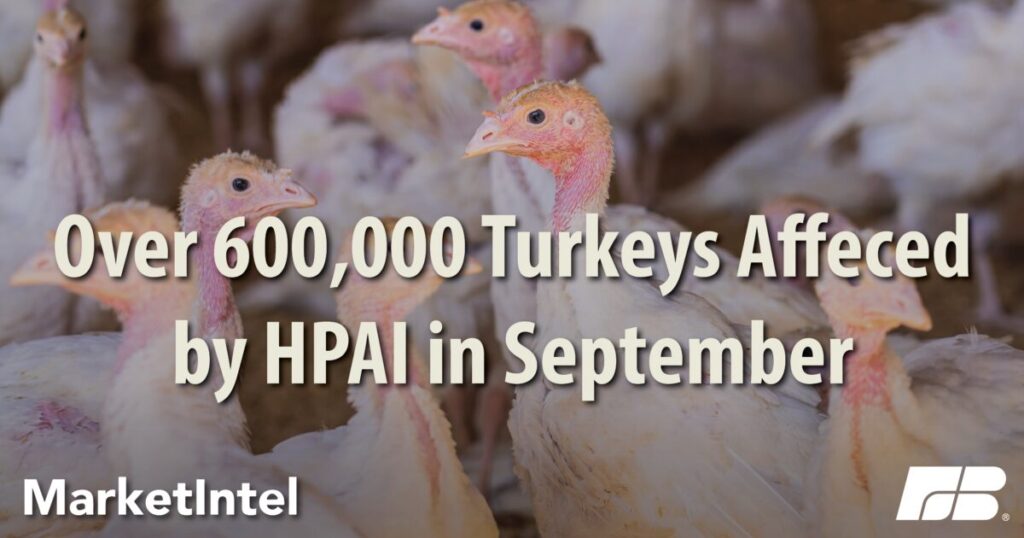 Turkey Farmers Brace for Uptick in HPAI | Market Intel